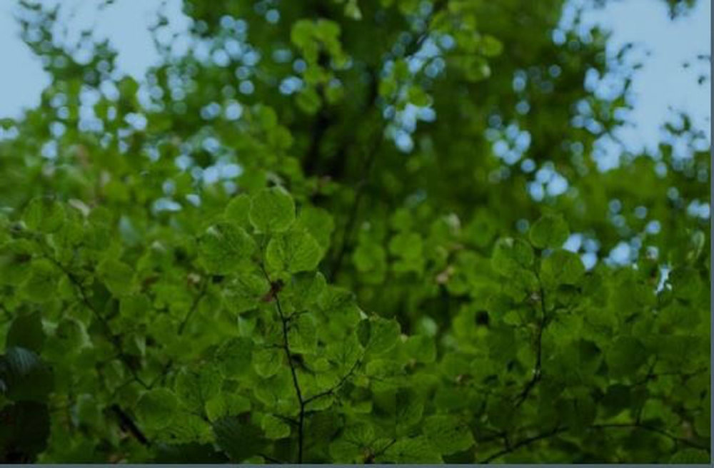Using Green Infrastructure to Reduce Urban Air Pollution